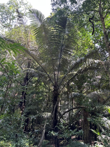 Arenga westerhoutii
