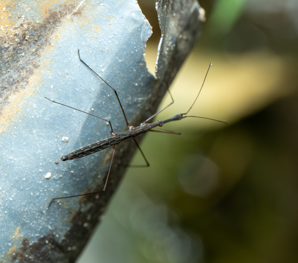 Common Water Measurer from Gerbrunn, Deutschland on October 14, 2023 at ...
