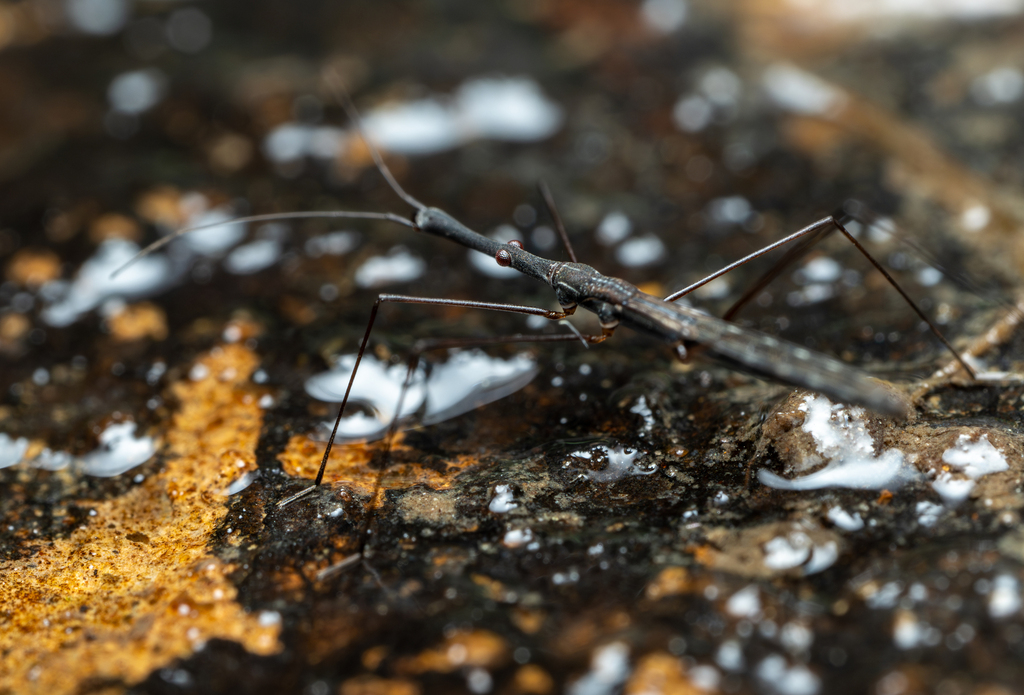 Common Water Measurer from Gerbrunn, Deutschland on October 14, 2023 at ...