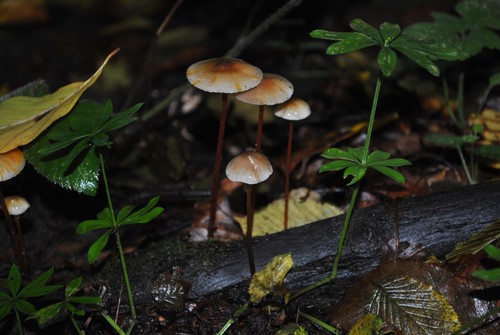 saffrondrop bonnet