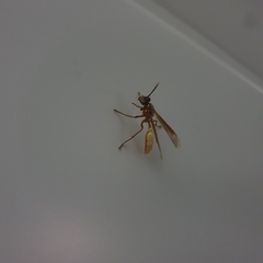 Apoica pallens image