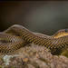 Golden Liophis - Photo (c) RAP, all rights reserved