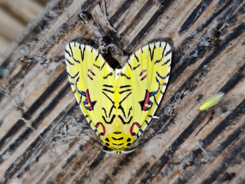 Pikachu Moth