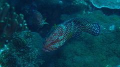 Coral grouper