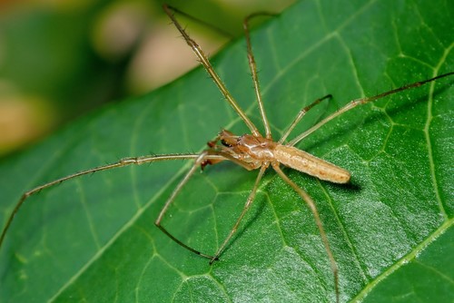 Tetragnatha nitens