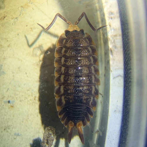 Trachelipus taborskyi
