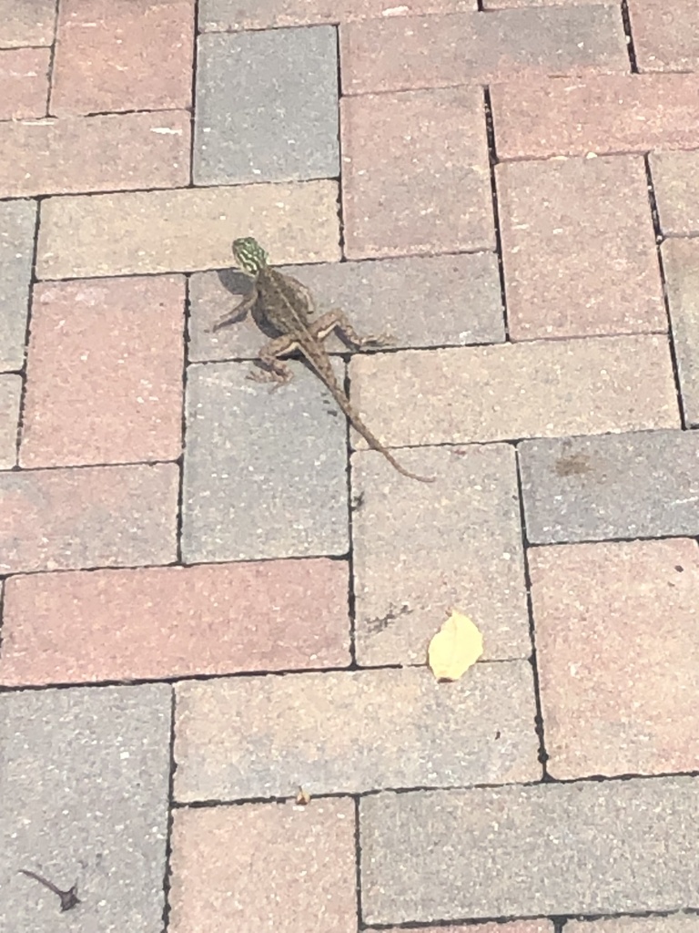 Peters's Rock Agama from SW 344th St, Homestead, FL, US on October 9