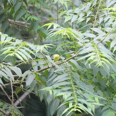 Setophaga petechia image