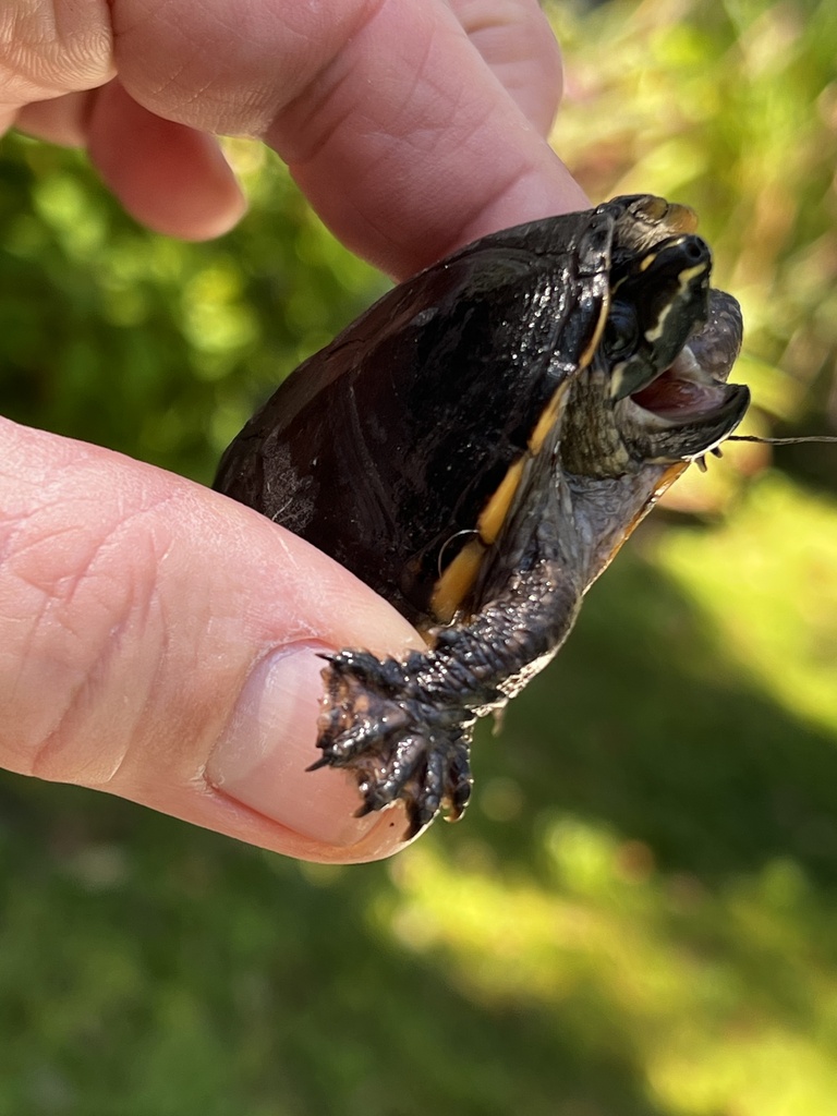 Eastern Musk Turtle From Sw 23rd Pl, Gainesville, Fl, Us On October 15 