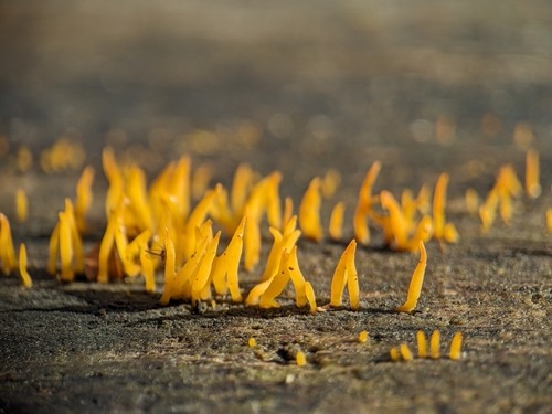 Calocera cornea