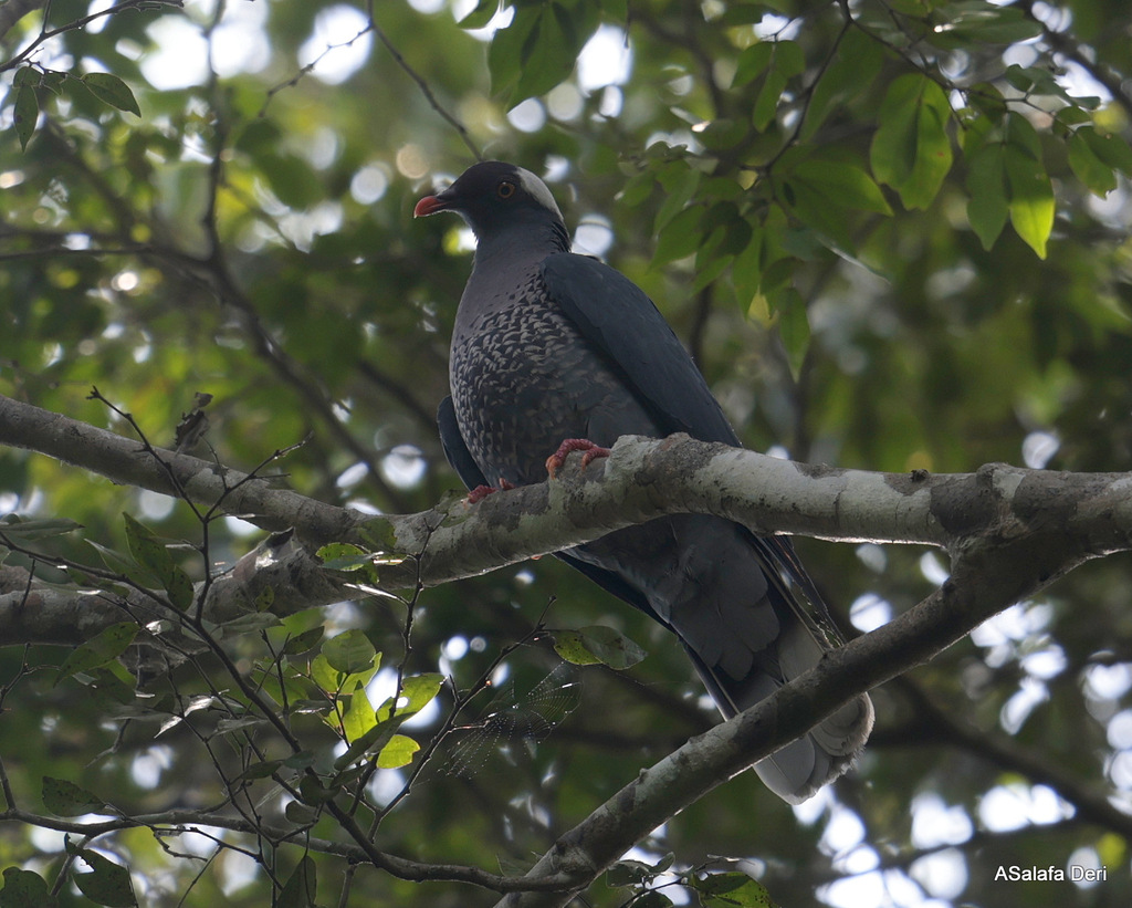 White-naped Pigeon photo