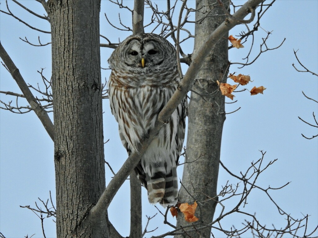 Barred Owl from Orillia, ON, Canada on February 10, 2019 at 03:08 PM by ...