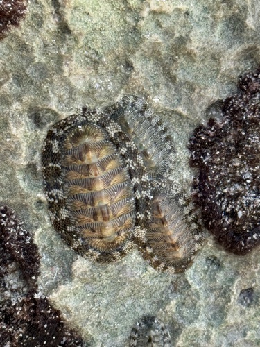 West Indian Green Chiton