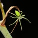Green Huntsman Spider - Photo (c) Konstantinos Kalaentzis, all rights reserved, uploaded by Konstantinos Kalaentzis