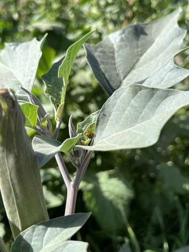 iNaturalist observation photo of Three-lined Potato Beetle
