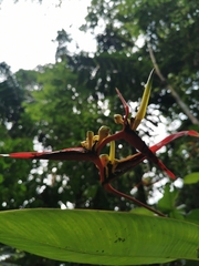 Heliconia vaginalis image