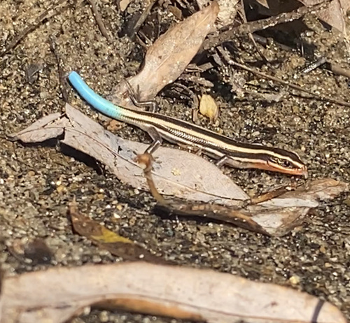 iNaturalist observation photo of Gilbert's Skink