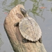 Turtles and Tortoises - Photo (c) Wes Gapp, all rights reserved, uploaded by Wes Gapp