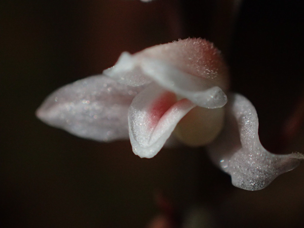 Goodyera velutina (Goodyera velutina)