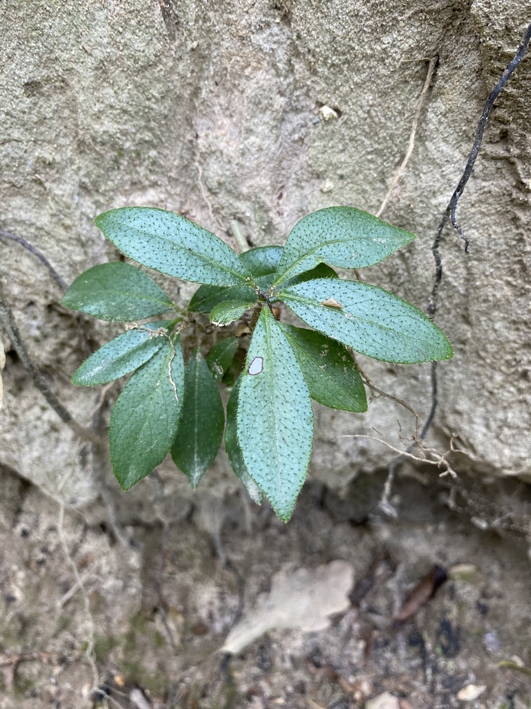 Mountain Laurel In October 2023 By Brady S. Dunaway · Inaturalist