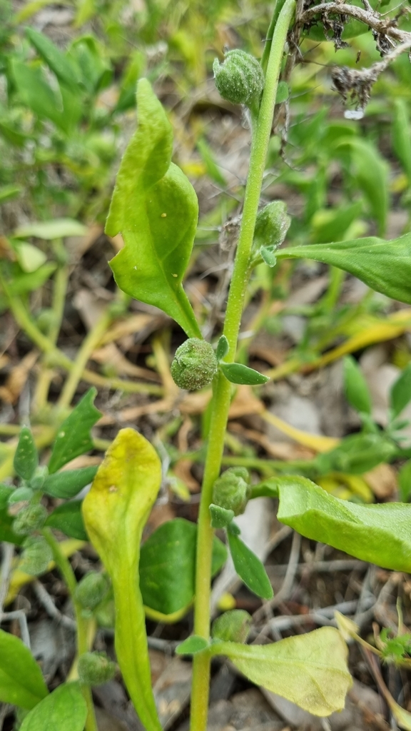 New Zealand Spinach In October 2023 By Brianna Turner INaturalist   Large 