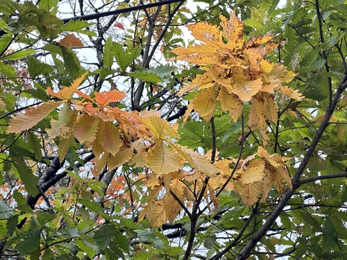 Mongolian Oak