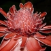 Torch Ginger - Photo (c) Marcos Silveira, all rights reserved, uploaded by Marcos Silveira
