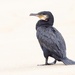North Atlantic Great Cormorant - Photo (c) samzhang, all rights reserved