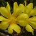 Cochlospermum orinocense - Photo (c) Marcos Silveira, all rights reserved, uploaded by Marcos Silveira