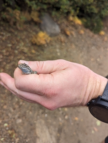 iNaturalist observation photo of Western Fence Lizard