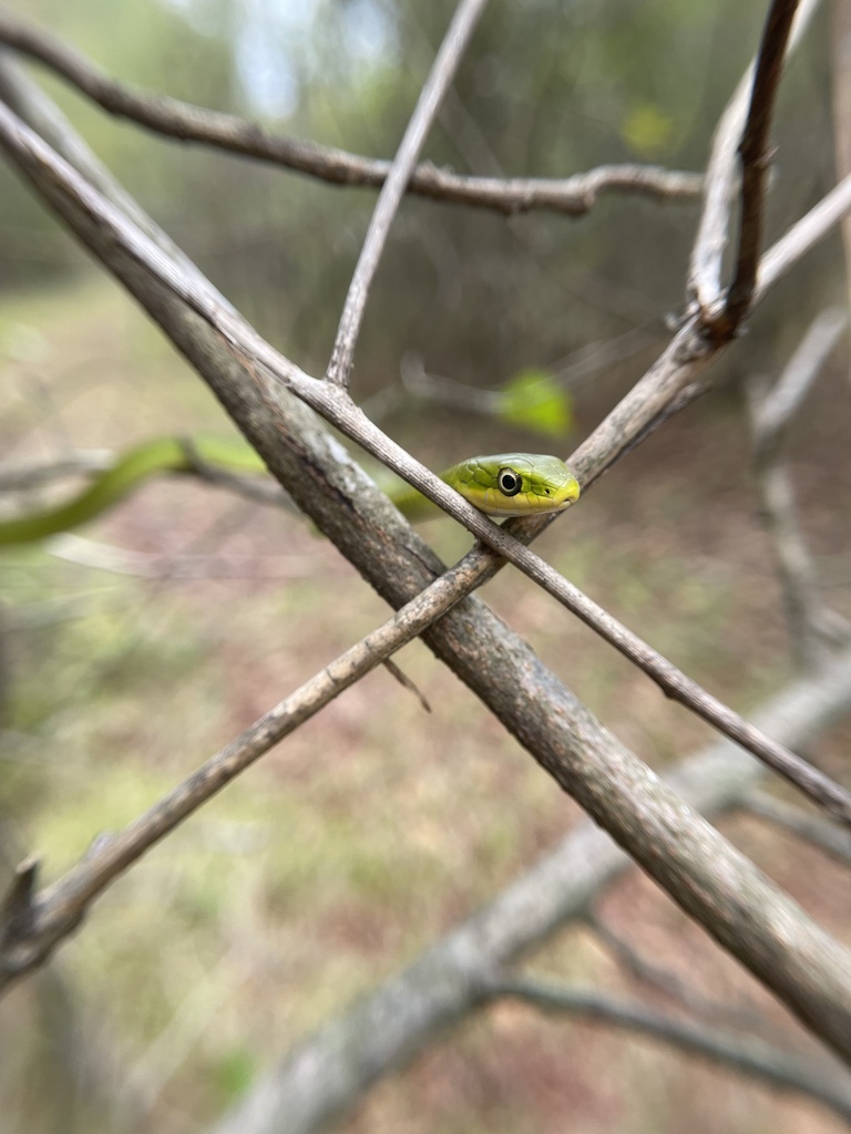 Rough greensnake from ward 1 little rock ar us on october 15 2023