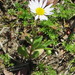 Entireleaf Western Daisy - Photo (c) Suzette Rogers, all rights reserved
