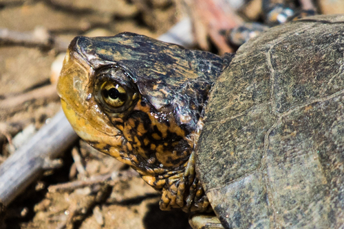 Southwestern Pond Turtle
