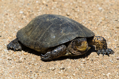 Northwestern Pond Turtle