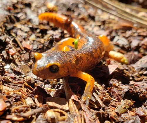 iNaturalist observation photo of Sierra Nevada Ensatina