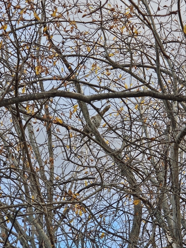 Ruffed Grouse