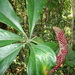 Anthurium pentaphyllum - Photo (c) guadalupe_cornejo_tenorio, todos los derechos reservados, subido por guadalupe_cornejo_tenorio