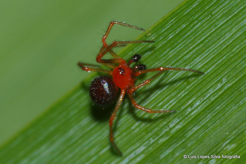 Strawberry Theridiid (Genus Ruborridion) · iNaturalist