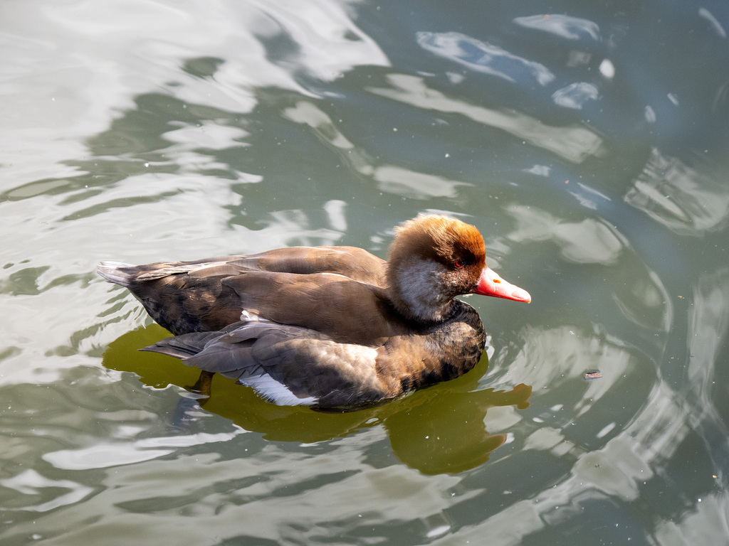 Red-crested Pochard from Finsbury Park, London, UK on October 14, 2023 ...