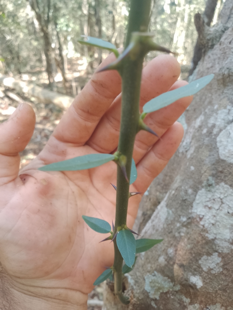 Brush Caper Berry from Kingaroy QLD 4610, Australia on October 16, 2023