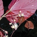 Begonia albomaculata - Photo (c) Marcos Silveira, כל הזכויות שמורות, הועלה על ידי Marcos Silveira