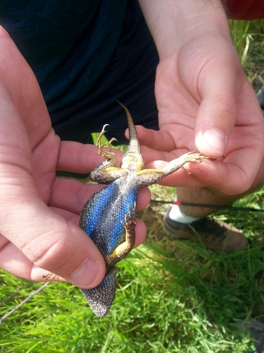iNaturalist observation photo of Western Fence Lizard
