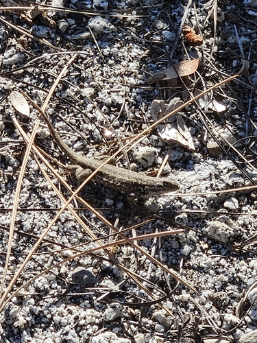 iNaturalist observation photo of Common Sagebrush Lizard