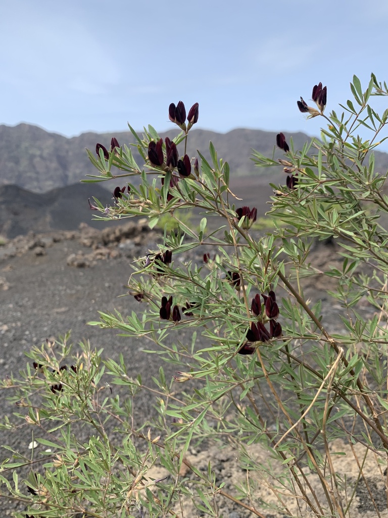 Black-stemmed lotus