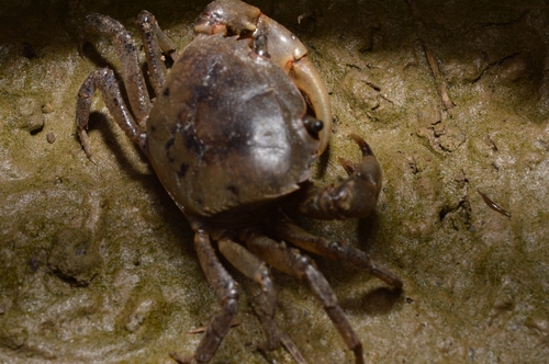 Somanniathelphusa zanklon Ng & Dudgeon, 1992