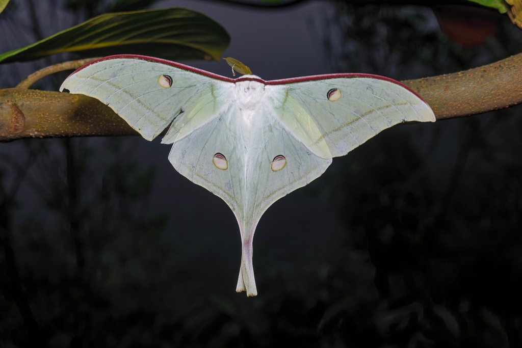 indian-moon-moth-from-madugundi-karnataka-india-on-october-16-2023
