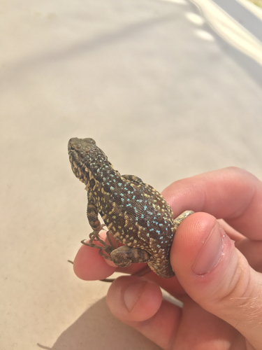 iNaturalist observation photo of Western Side-blotched Lizard