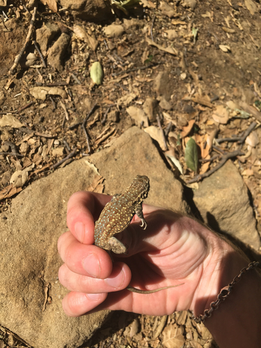 iNaturalist observation photo of Western Side-blotched Lizard