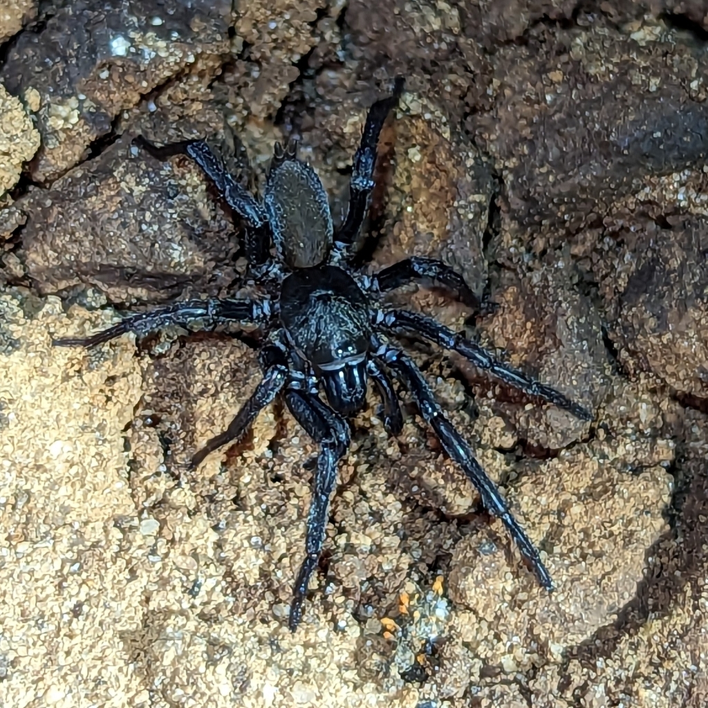 Entypesa from Ambatoharanana, Madagascar on October 15, 2023 at 0404