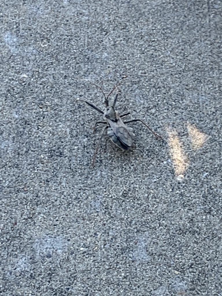 North American Wheel Bug from Arkansas State University, Jonesboro, AR